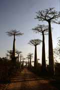 Avenue du Baobab, oblast Morondavy. Madagaskar.