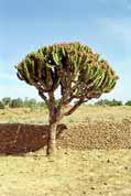 Kaktus - strom. Sever, Etiopie.