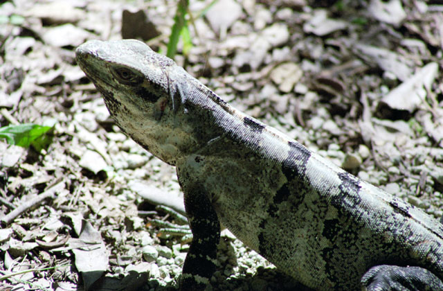 Iguana, Chichen Itza. Mexiko.