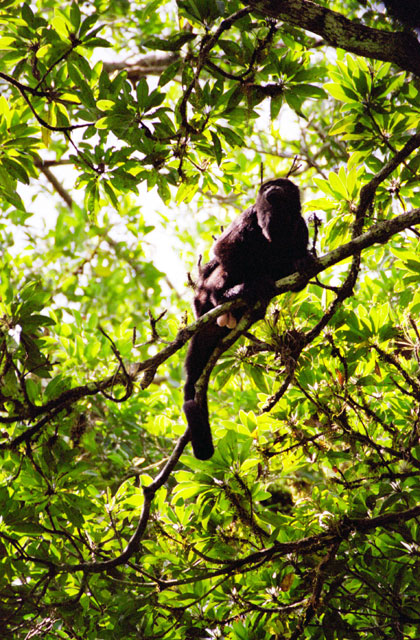 Opice, Tikal. Guatemala.