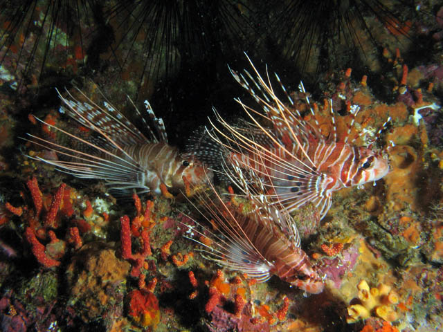 Ragged-finned firefish. Lokalita Richelieu Rock. Thajsko.
