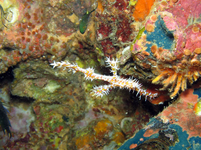 Ghost pipefish. Lokalita Richelieu Rock. Thajsko.