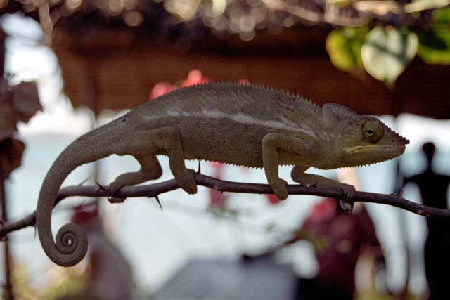 Chameleon, Nosy Be. Madagaskar.